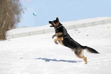 168 Strong & Rugged Dog Names for the Toughest Canines