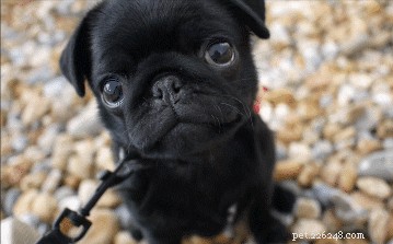 200 Stunning Names for Your Black Dog