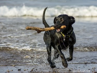 200 Stunning Names for Your Black Dog