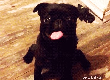 200 Stunning Names for Your Black Dog