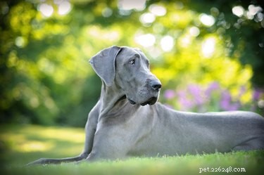 270 Majestic Names for Your Mighty Dog
