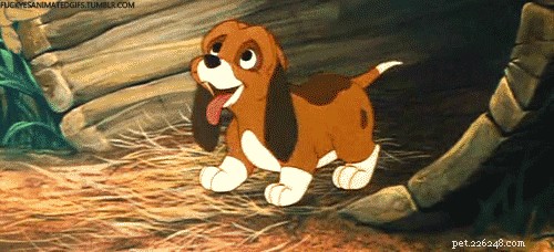 200 Charming & Unique Names for Your Hound Dog