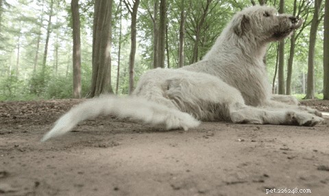 200 Charming & Unique Names for Your Hound Dog