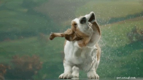 200 Charming & Unique Names for Your Hound Dog
