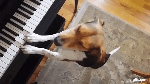 200 Charming & Unique Names for Your Hound Dog