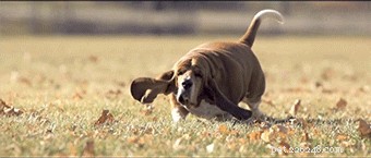 200 Charming & Unique Names for Your Hound Dog