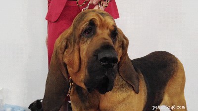 200 Charming & Unique Names for Your Hound Dog
