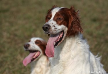 130 Endearing Celtic Dog Names for Your Irish-Focused Pup
