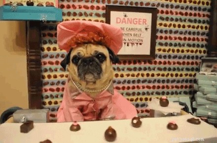 140 Unforgettable Names for Brown Dogs: From Classic to Creative