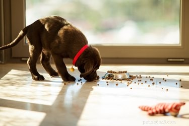 140 Unforgettable Names for Brown Dogs: From Classic to Creative