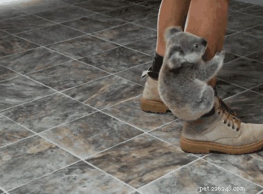 100 Unique Australian Dog Names to Pick From