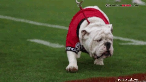 120 Southern-Inspired Dog Names: Classic, Distinguished, and Timeless