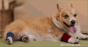 200 Playful Dog Names for Your Energetic Companion