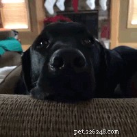200 Playful Dog Names for Your Energetic Companion