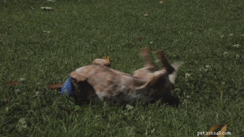 200 Playful Dog Names for Your Energetic Companion