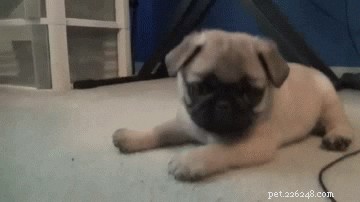 200 Playful Dog Names for Your Energetic Companion