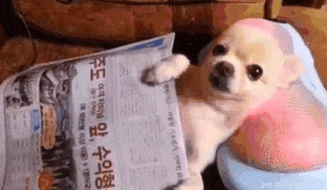 200 Playful Dog Names for Your Energetic Companion