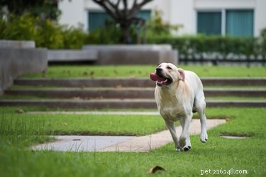250 Distinct & Creative Dog Names: Find the Perfect Fit
