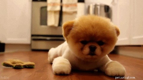 250 Distinct & Creative Dog Names: Find the Perfect Fit