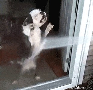 250 Distinct & Creative Dog Names: Find the Perfect Fit