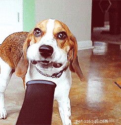 250 Distinct & Creative Dog Names: Find the Perfect Fit