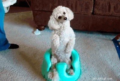 250 Distinct & Creative Dog Names: Find the Perfect Fit