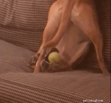 250 Distinct & Creative Dog Names: Find the Perfect Fit