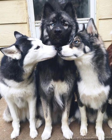 104 Distinctive Husky Dog Names to Match Your Pup’s Personality