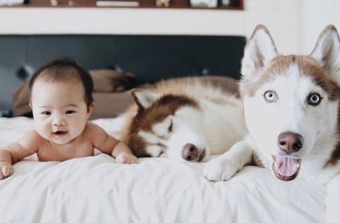 104 Distinctive Husky Dog Names to Match Your Pup’s Personality