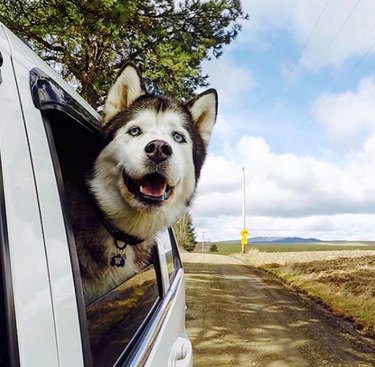 104 Distinctive Husky Dog Names to Match Your Pup’s Personality