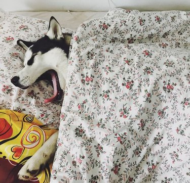 104 Distinctive Husky Dog Names to Match Your Pup’s Personality