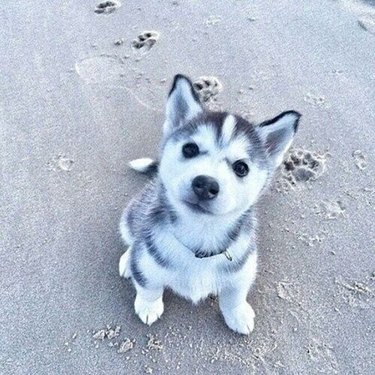 104 Distinctive Husky Dog Names to Match Your Pup’s Personality