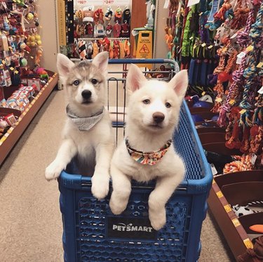 104 Distinctive Husky Dog Names to Match Your Pup’s Personality