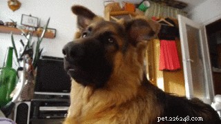 Top 300 German Shepherd Names for Your New Companion