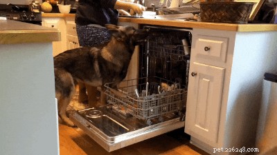 Top 300 German Shepherd Names for Your New Companion