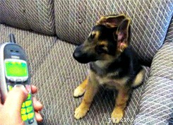 Top 300 German Shepherd Names for Your New Companion