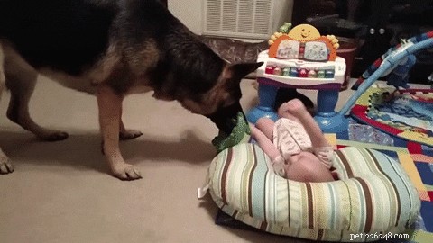 Top 300 German Shepherd Names for Your New Companion