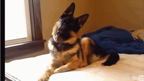 Top 300 German Shepherd Names for Your New Companion