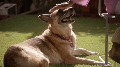 Top 300 German Shepherd Names for Your New Companion