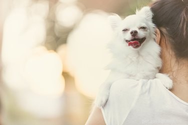 240 Charming Names for Your Small Dog