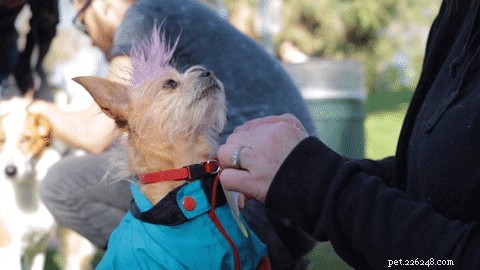 240 Charming Names for Your Small Dog