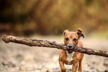 240 Charming Names for Your Small Dog