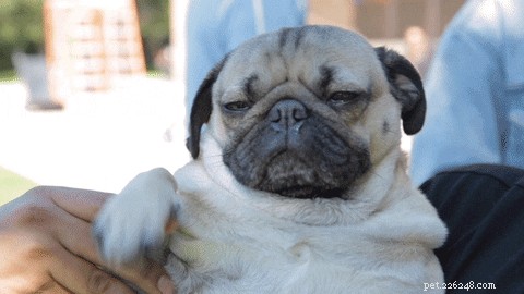 240 Charming Names for Your Small Dog