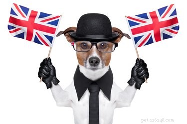 200 Classic British Dog Names to Inspire Your Pup