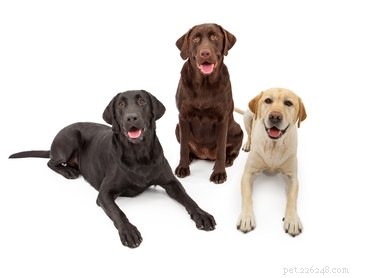 505 Perfect Names for Labrador Dogs to Showcase Your Pup’s Personality