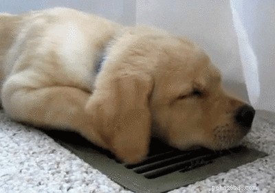 505 Perfect Names for Labrador Dogs to Showcase Your Pup’s Personality