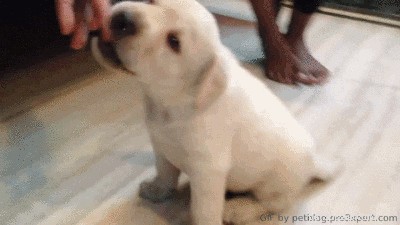 505 Perfect Names for Labrador Dogs to Showcase Your Pup’s Personality