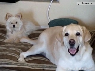 505 Perfect Names for Labrador Dogs to Showcase Your Pup’s Personality