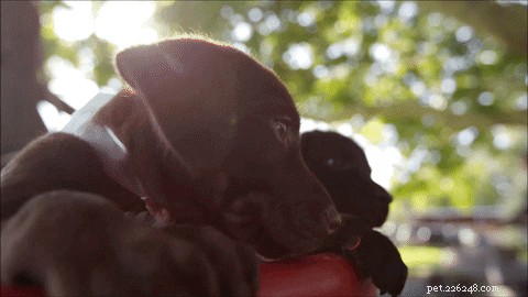 505 Perfect Names for Labrador Dogs to Showcase Your Pup’s Personality