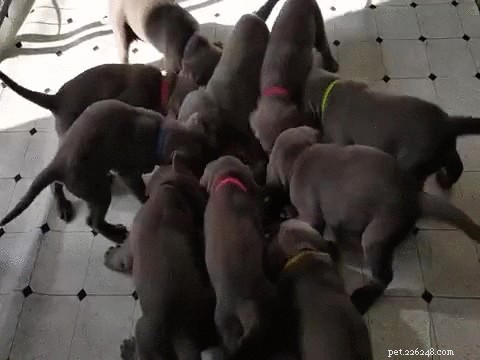 505 Perfect Names for Labrador Dogs to Showcase Your Pup’s Personality